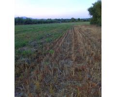 Finca rustica en Venta en San Mateo, Castellón