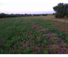 Finca rustica en Venta en San Mateo, Castellón