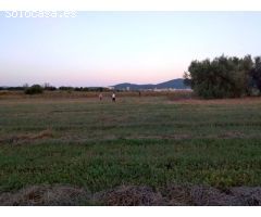 Finca rustica en Venta en San Mateo, Castellón