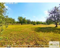 Finca rustica en Venta en San Mateo, Castellón