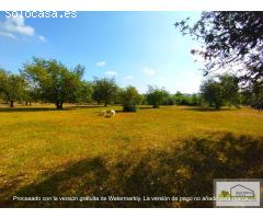 Finca rustica en Venta en San Mateo, Castellón