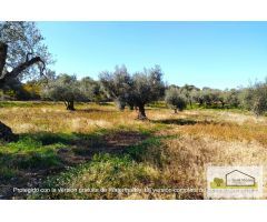 Finca rustica en Venta en San Mateo, Castellón