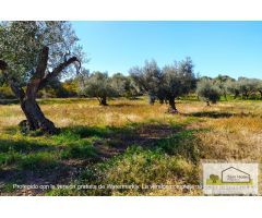 Finca rustica en Venta en San Mateo, Castellón