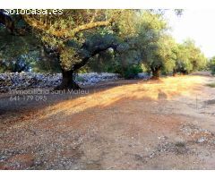 Finca rustica en Venta en San Mateo, Castellón