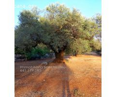 Finca rustica en Venta en San Mateo, Castellón
