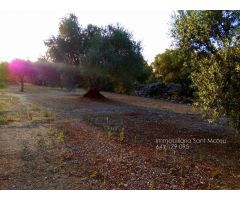 Finca rustica en Venta en San Mateo, Castellón