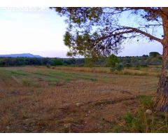 Finca rustica en Venta en San Mateo, Castellón