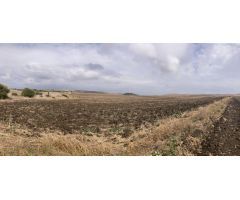 PARCELA RÚSTICA EN LA CARRETERA VEJER- EL PALMAR