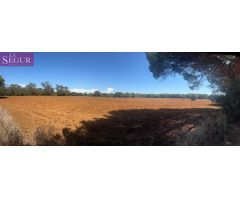 MAGNIFICA PARCELA EN LA MUELA
