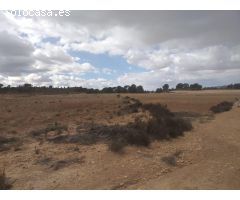 Gran parcela urbanizable en Torre del Rico Jumilla