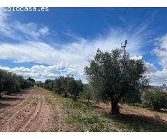 Impresionante finca de 9220 metros con vivienda en Pinoso