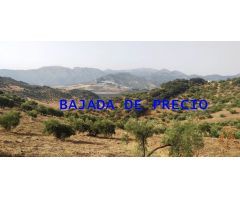 SE VENDE FINCA RUSTICA EN ALGODONALES