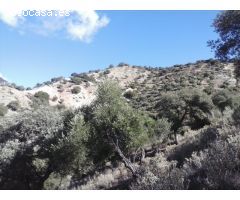 SE VENDE FINCA EN MONTECORTO CON VISTAS A SIERRA DE GRAZALEMA
