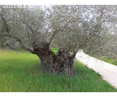 SE VENDE ESTUPENDO TERRENO  EN ZAHARA DE LA SIERRA