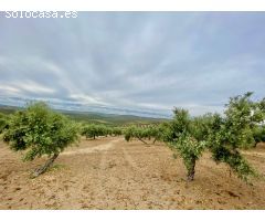 Fincas de Olivos en producción