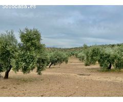 Fincas de Olivos en producción