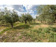 Venta de finca rústica de 77 olivos en Otura (Granada)