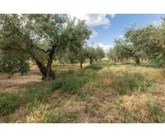 Venta de finca rústica de 77 olivos en Otura (Granada)