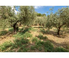 Venta de finca rústica de 77 olivos en Otura (Granada)