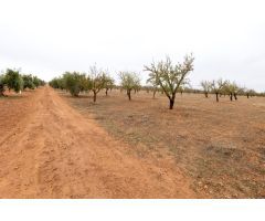 Terreno Escuzar