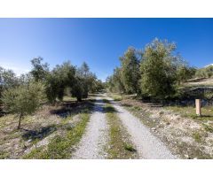 Terreno Rustico con Olivos Centenarios