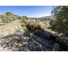 Terreno Rustico con Olivos Centenarios