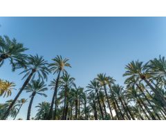 TU CAPRICHO EN EL CENTRO DE ELCHE