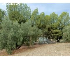 Casa rural independiente con piscina privada y olivos