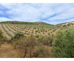 Casa rural independiente con piscina privada y olivos