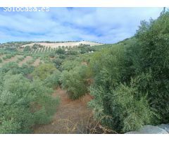 Casa rural independiente con piscina privada y olivos