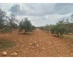 Finca de olivos cerca de Padul