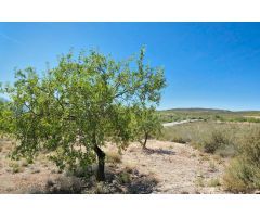 FINCA RÚSTICA EN VENTA