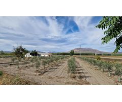 FINCA EN LA VEGA ENTRE SANTA FE Y EL JAU, 55 MARJALES