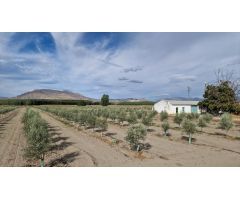 FINCA EN LA VEGA ENTRE SANTA FE Y EL JAU, 55 MARJALES