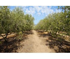 Finca rustica en Venta en Mas Riudoms, Tarragona