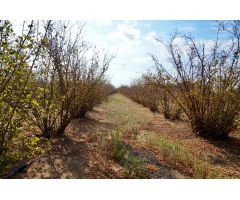 Finca rustica en Venta en Mas Riudoms, Tarragona