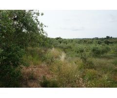 Finca rustica en Venta en Mas Riudoms, Tarragona