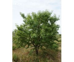 Finca rustica en Venta en Mas Riudoms, Tarragona