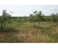 Finca rustica en Venta en Mas Riudoms, Tarragona