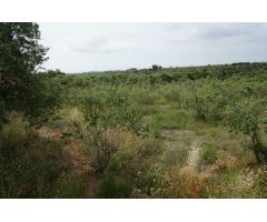 Finca rustica en Venta en Mas Riudoms, Tarragona