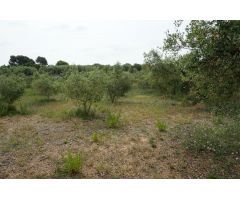 Finca rustica en Venta en Mas Riudoms, Tarragona