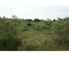 Finca rustica en Venta en Mas Riudoms, Tarragona