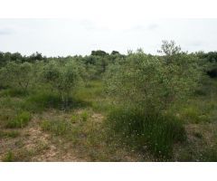 Finca rustica en Venta en Mas Riudoms, Tarragona
