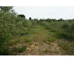 Finca rustica en Venta en Mas Riudoms, Tarragona