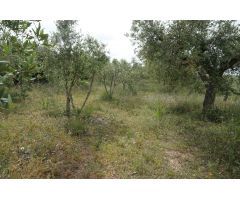 Finca rustica en Venta en Mas Riudoms, Tarragona