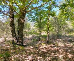 Finca rustica en Venta en Alforja, Tarragona