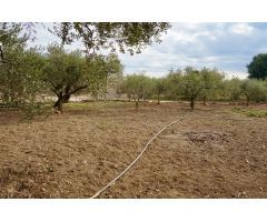 Finca rustica en Venta en Botarell, Tarragona