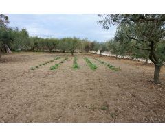 Finca rustica en Venta en Botarell, Tarragona