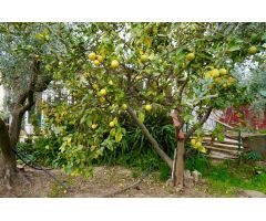Finca rustica en Venta en Botarell, Tarragona