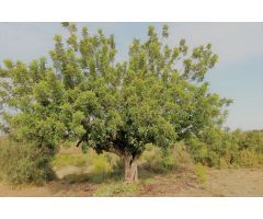 Chalet en Venta en Pedralba, Valencia
